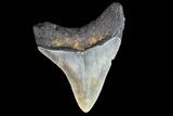 Fossil Megalodon Tooth - North Carolina #80833-2